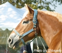 Bonita - Open Barn 2004