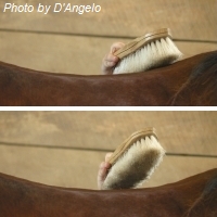 Brushing