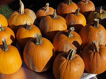 Halloween with THE FARM at Culver's