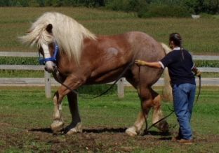 Jerry, the Roan Horse