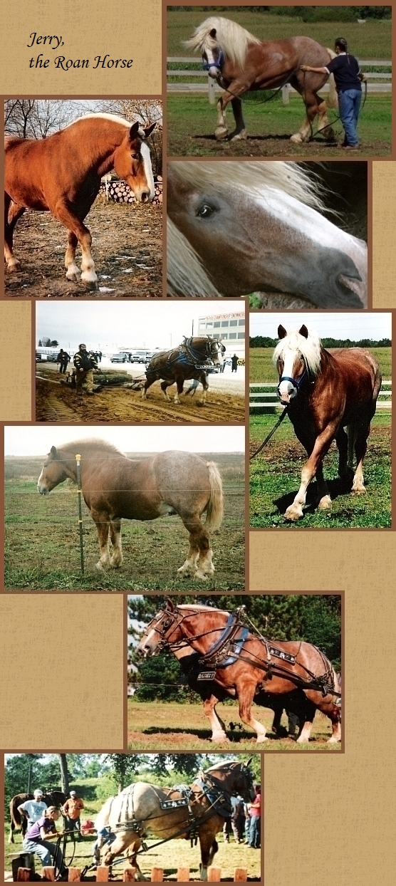 Jerry, the Roan Horse