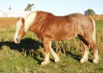 Jerry, the Roan Horse