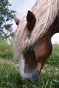 Jerry, the Roan Horse