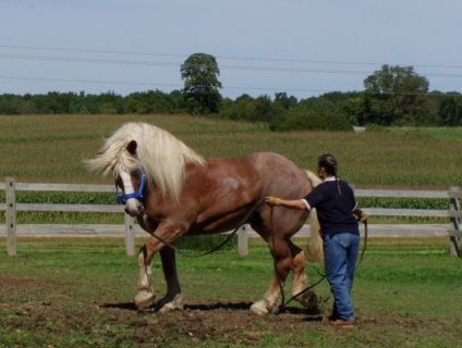 Jerry, the Roan Horse