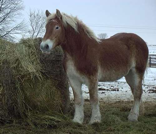 Miss Bonita during the winter of 2003-2004