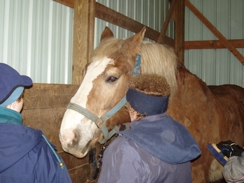 New Year's at THE FARM