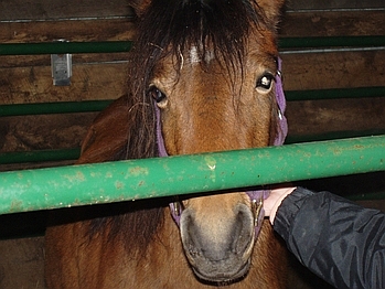 New Year's at THE FARM