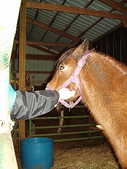 New Year's at THE FARM