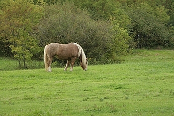 Open Barn 2006