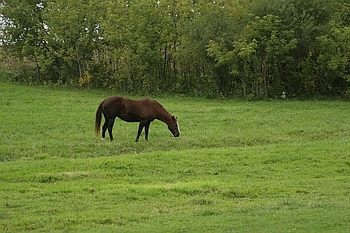 Open Barn 2006