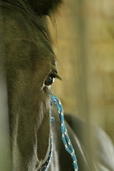 Open Barn 2006