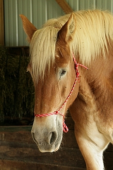 Open Barn 2006