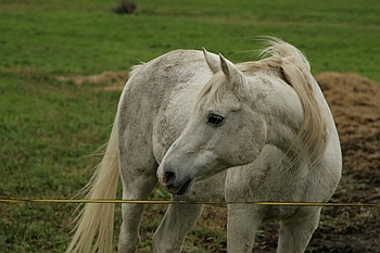 Open Barn 2006