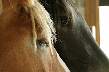 Open Barn 2006