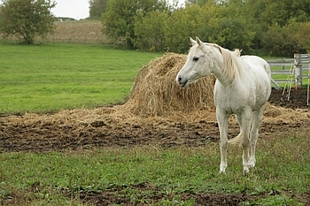 Open Barn 2006