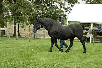 Open Barn 2006