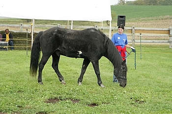 Open Barn 2006