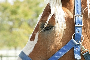 Open Barn 2006