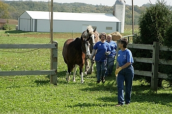 Open Barn 2006