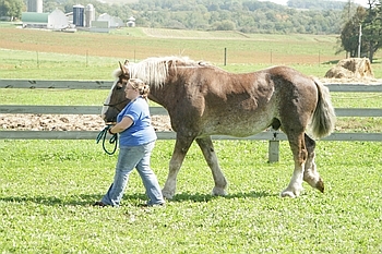 Open Barn 2006