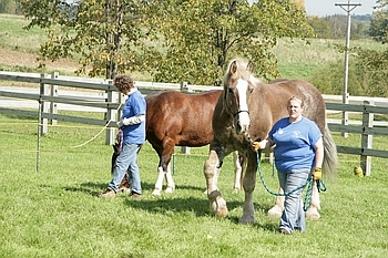 Open Barn 2006