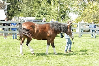 Open Barn 2006