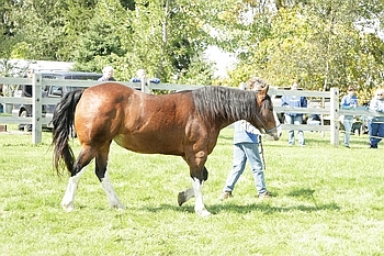 Open Barn 2006