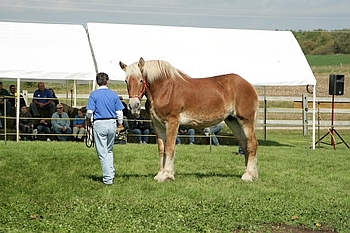 Open Barn 2006