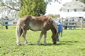 Open Barn 2006