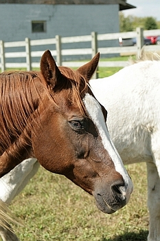 Open Barn 2006