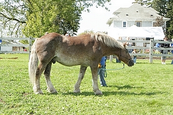 Open Barn 2006