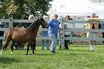 Open Barn 2006