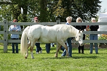 Open Barn 2006