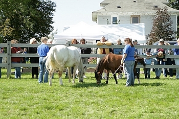 Open Barn 2006