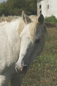 Open Barn 2006