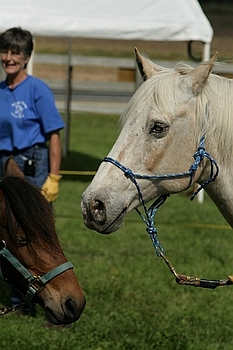 Open Barn 2006