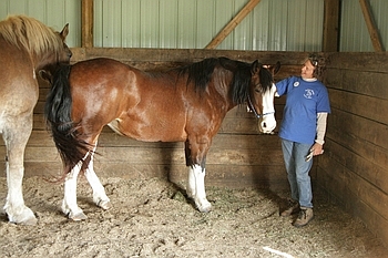 Open Barn 2006