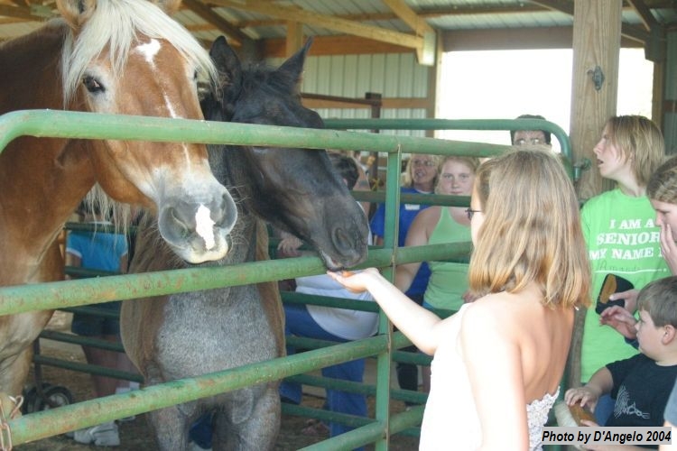 Open Barn 2004