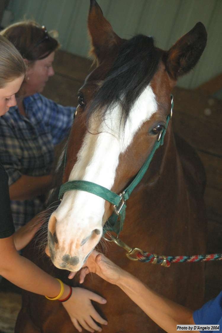 Open Barn 2004