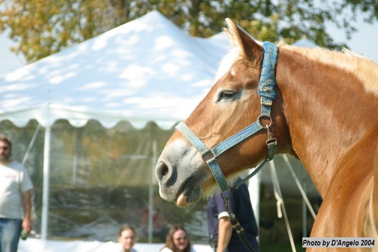 Open Barn 2004