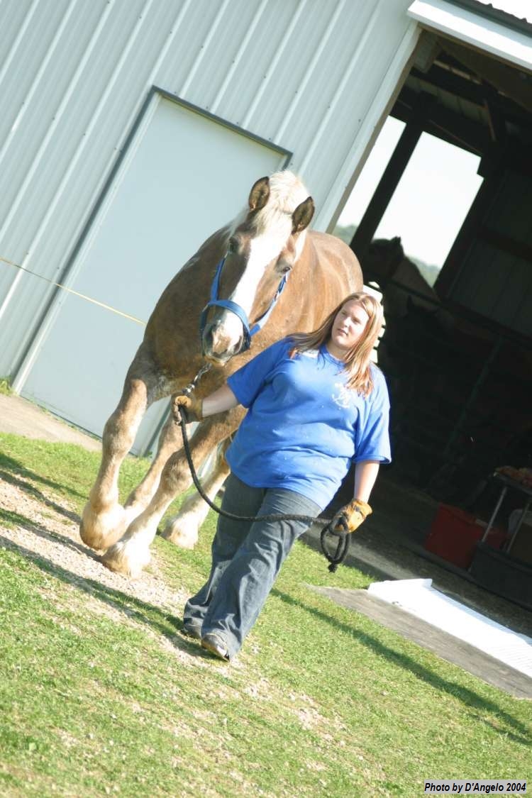 Open Barn 2004