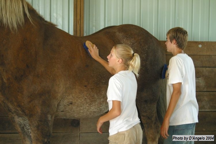 Open Barn 2004