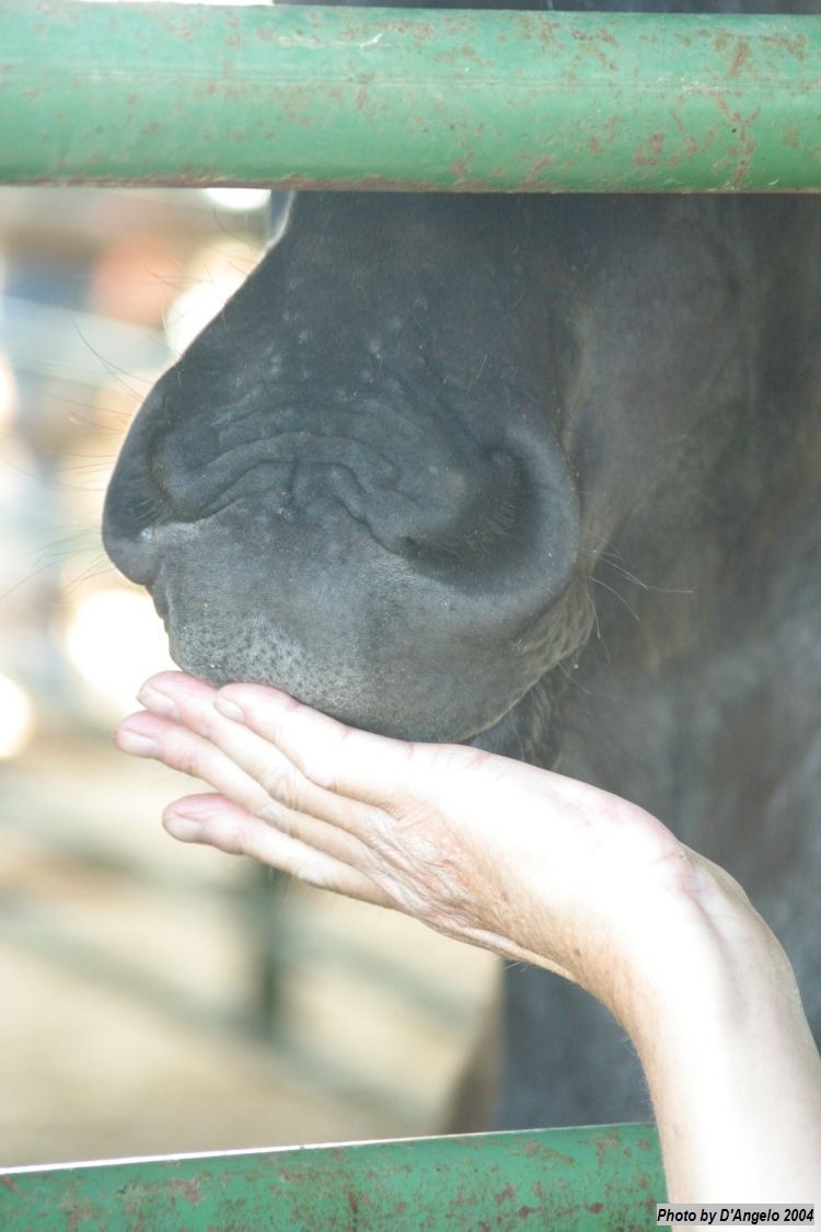 Open Barn 2004