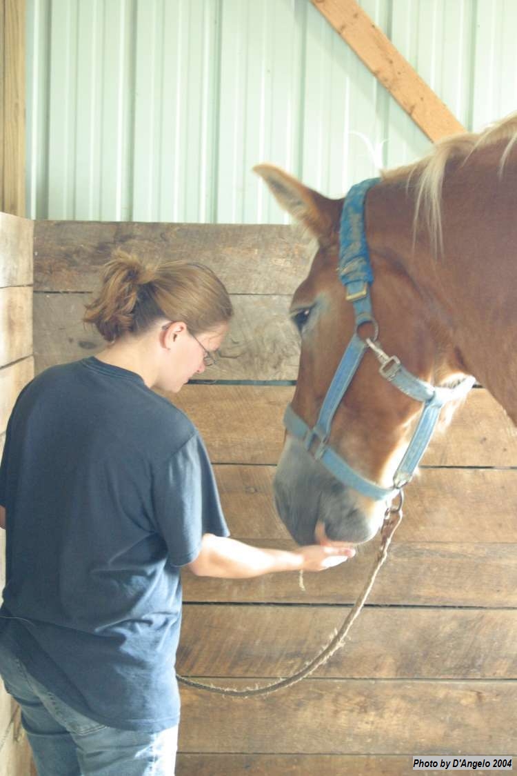 Open Barn 2004