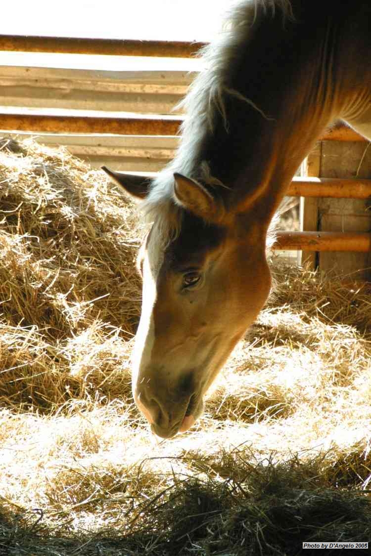 Open Barn 2005