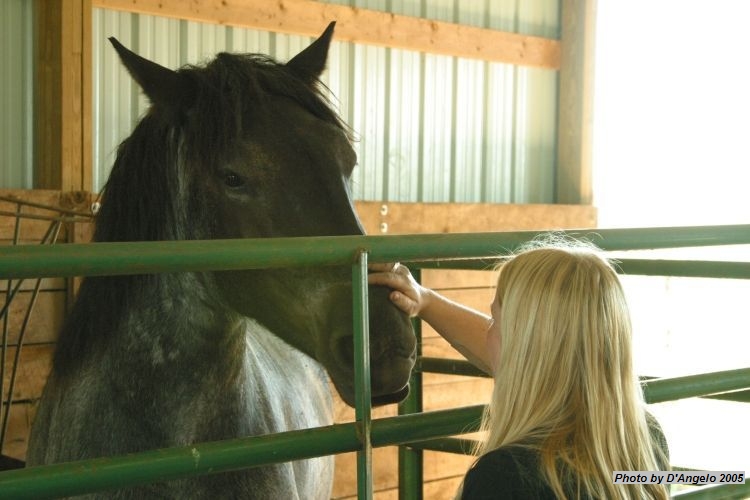 Open Barn 2005