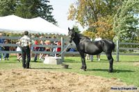 Open Barn 2004