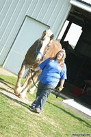 Open Barn 2004