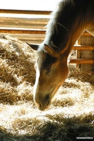 Open Barn 2005